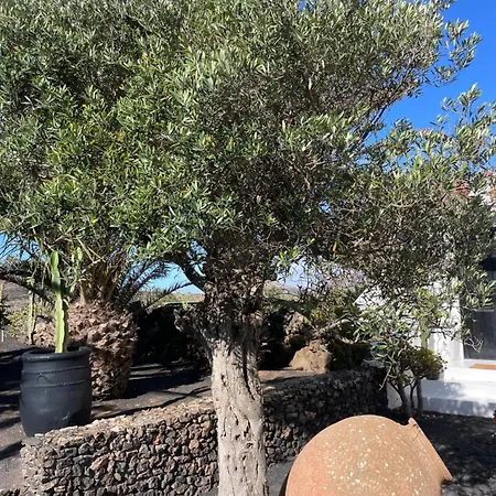 Konukevi Malvasia Vineyard *